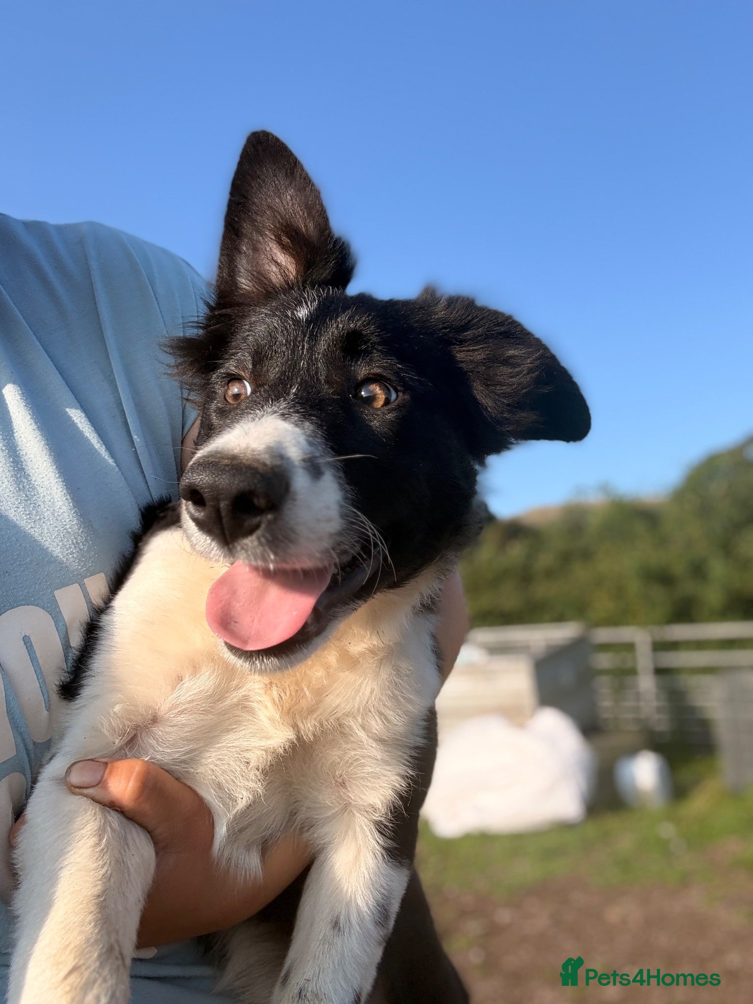Border Collie dogs Border collie pup for sale - Advert 1