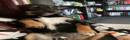 Jack Chi dogs for sale: Skye  - Advert 7