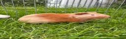 Guinea Pig rodents for sale: Male guinea pig for sale  - Advert 3