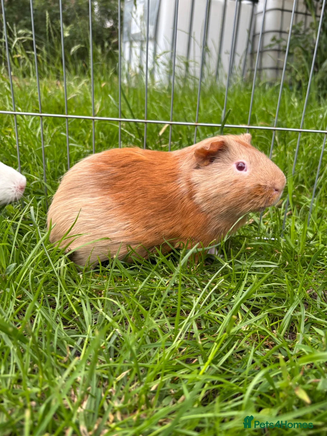 Guinea Pig rodents for sale: Male guinea pig for sale  - Advert 3