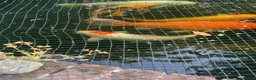 Koi Carp fish for sale: Koi Carp – Full Pond Clearance in Nottingham - Advert 5