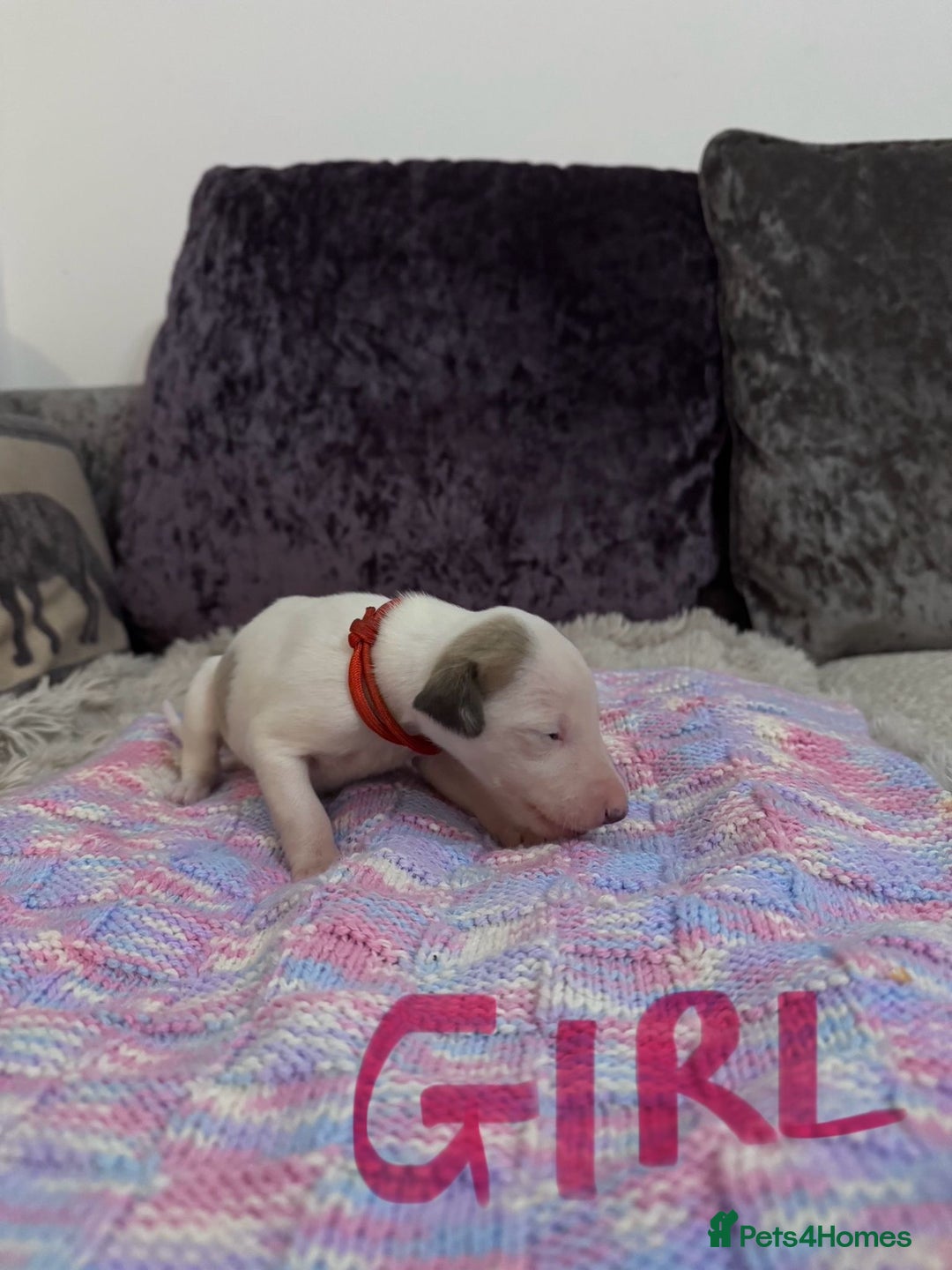 Whippet dogs for sale: Whippet pups  - Advert 13