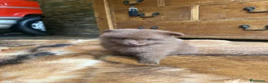 Puppy 2