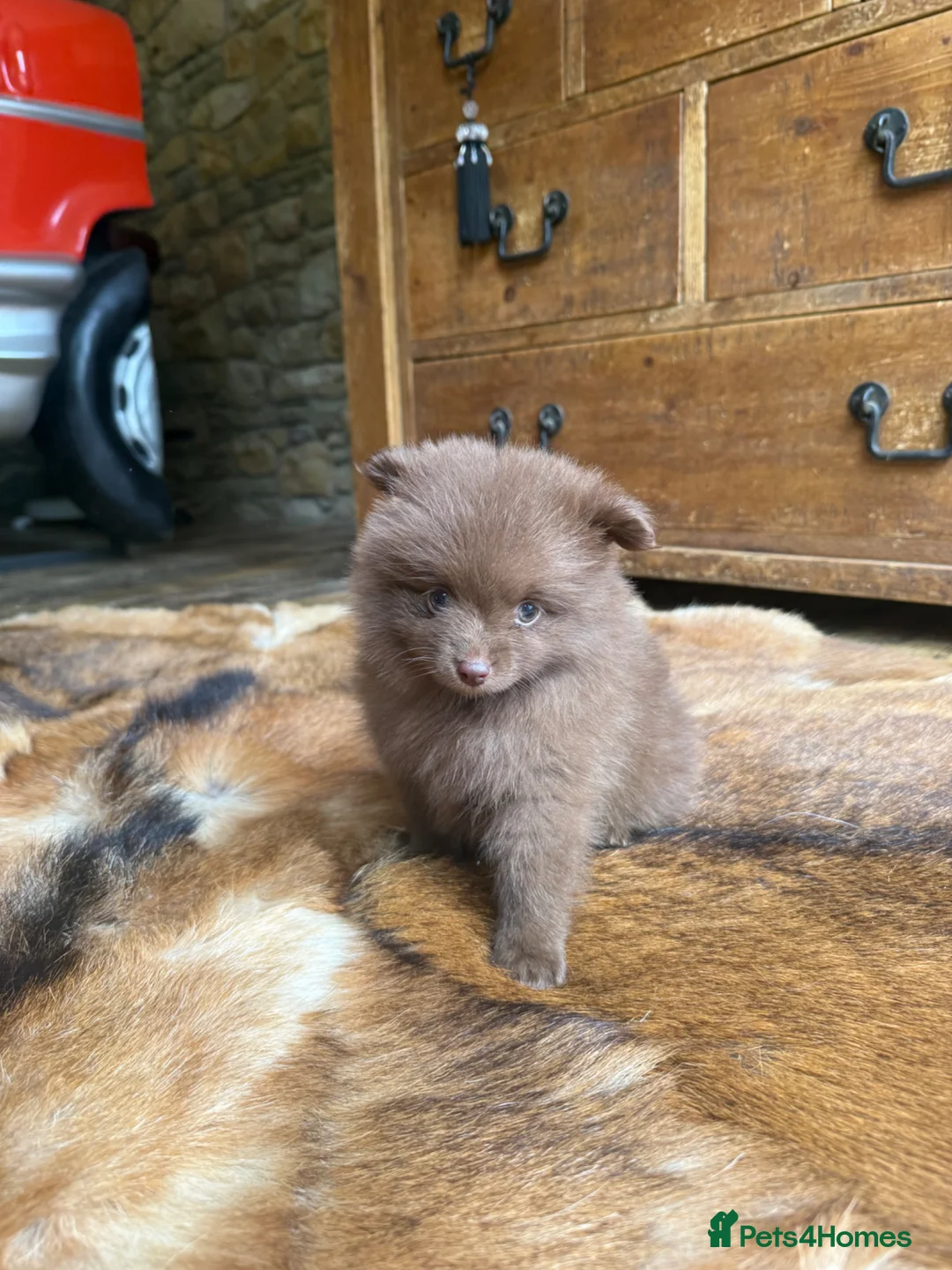 Pomeranian dogs for sale: Beautiful Russian Pomeranian Male - Advert 8