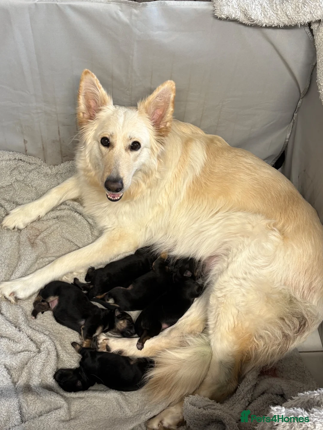 German Shepherd dogs for sale: German shepherd puppies  in Warwick - Advert 1