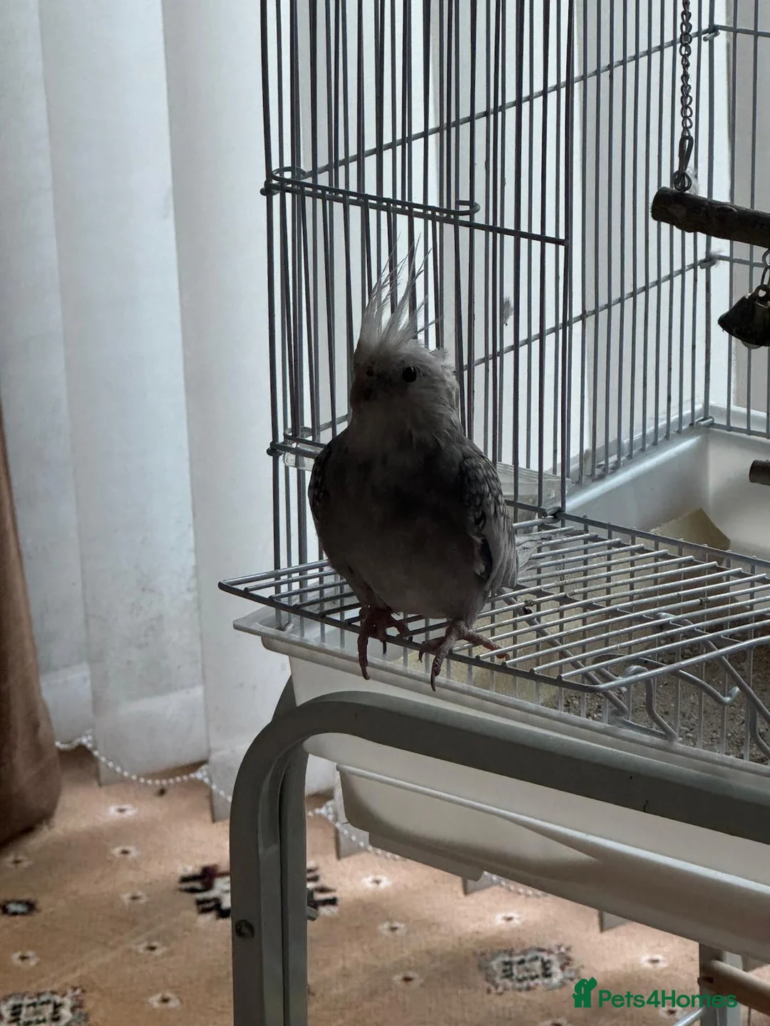 Cockatiels birds for sale: Cockatiel  - Advert 3