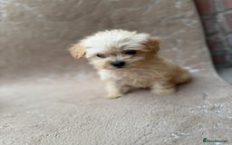 Maltipoo dogs for sale: Multipoo  - Image 7