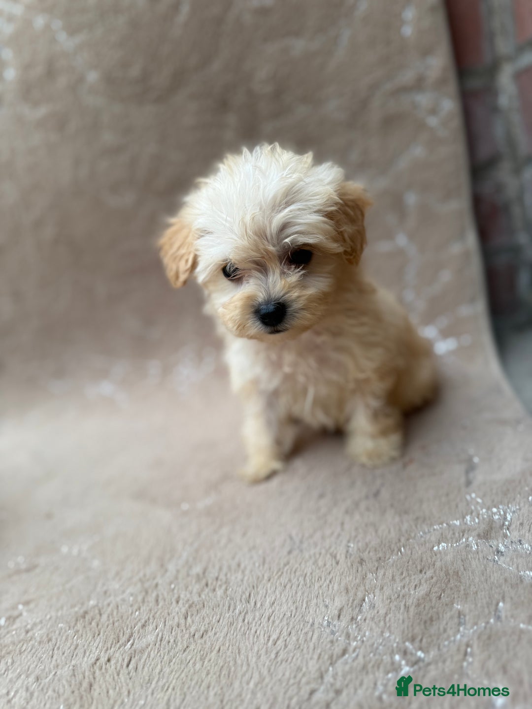 Maltipoo dogs for sale: Multipoo  - Image 7