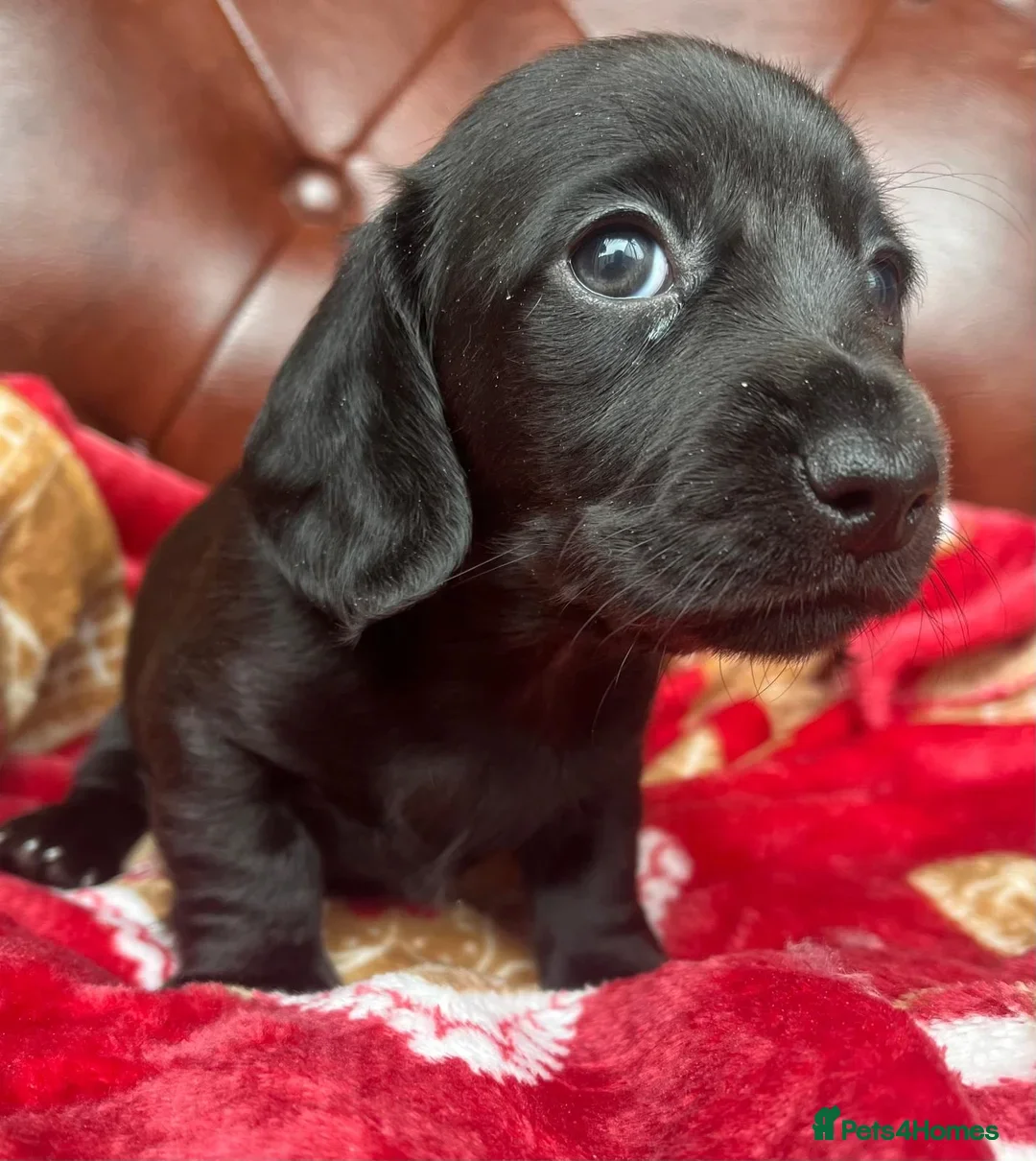 Miniature Dachshund dogs for sale: LH/SH MINI DAXIS RAINBOW COLOURS PRA KC REG - Image 12