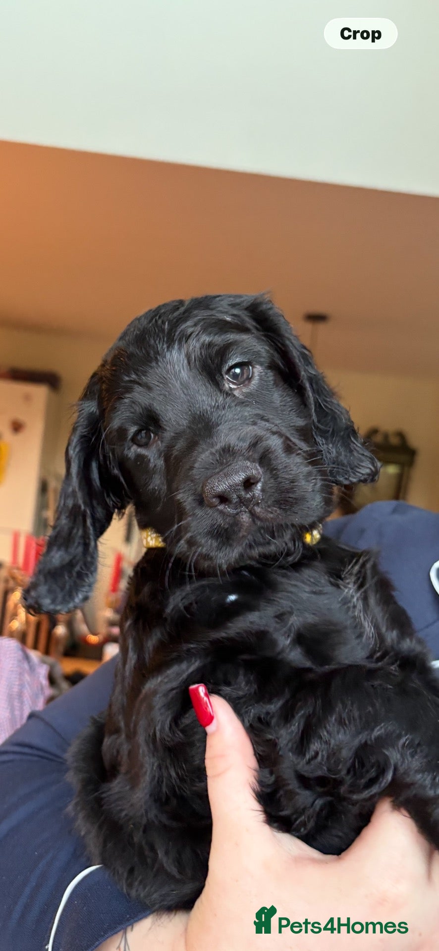 Cocker Spaniel dogs Ready to go Friday  - Advert 5