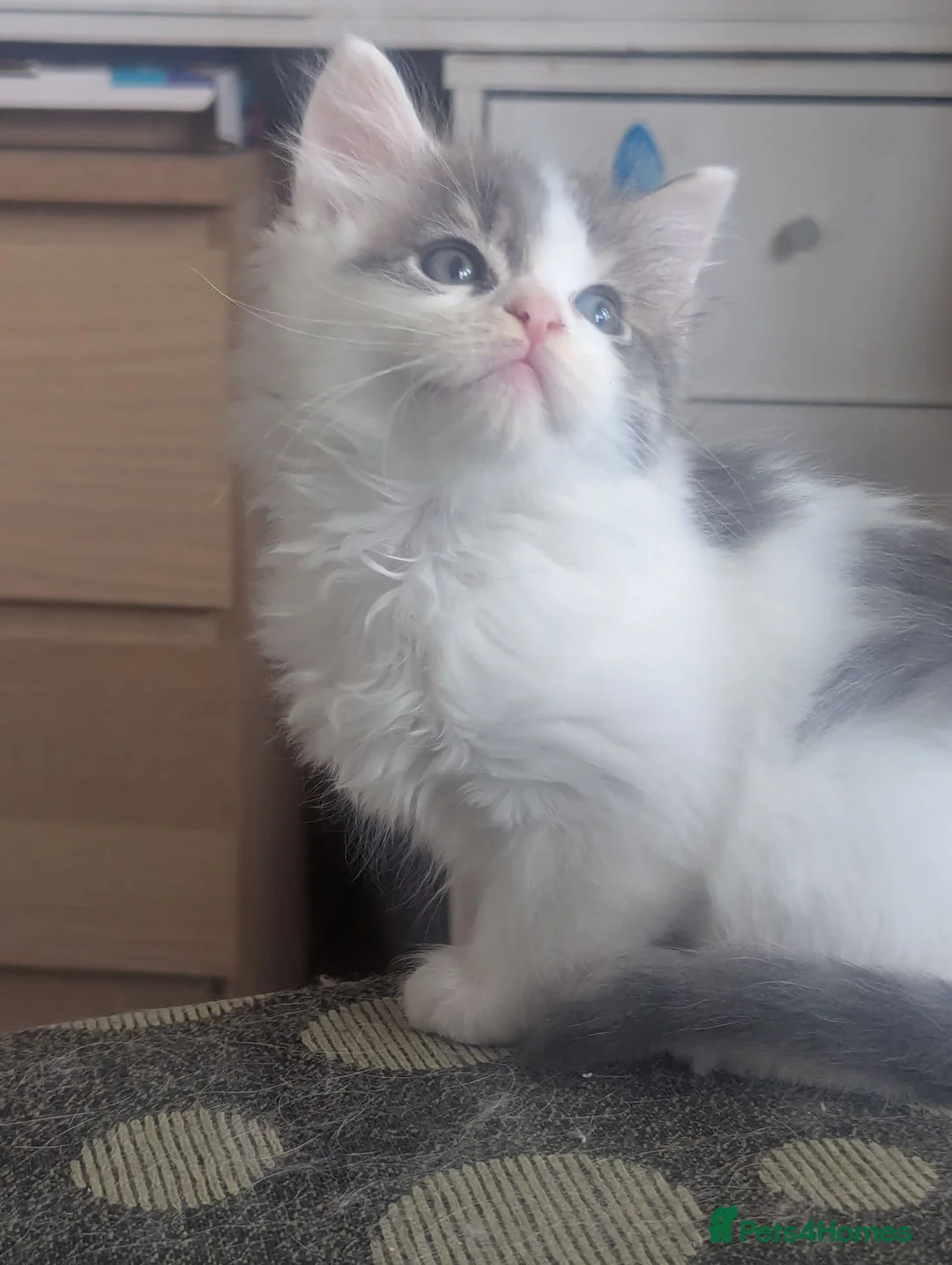 Maine Coon cats for sale: 4 beautiful fluffy Maine coons available 🥰😻 in Bury - Advert 14