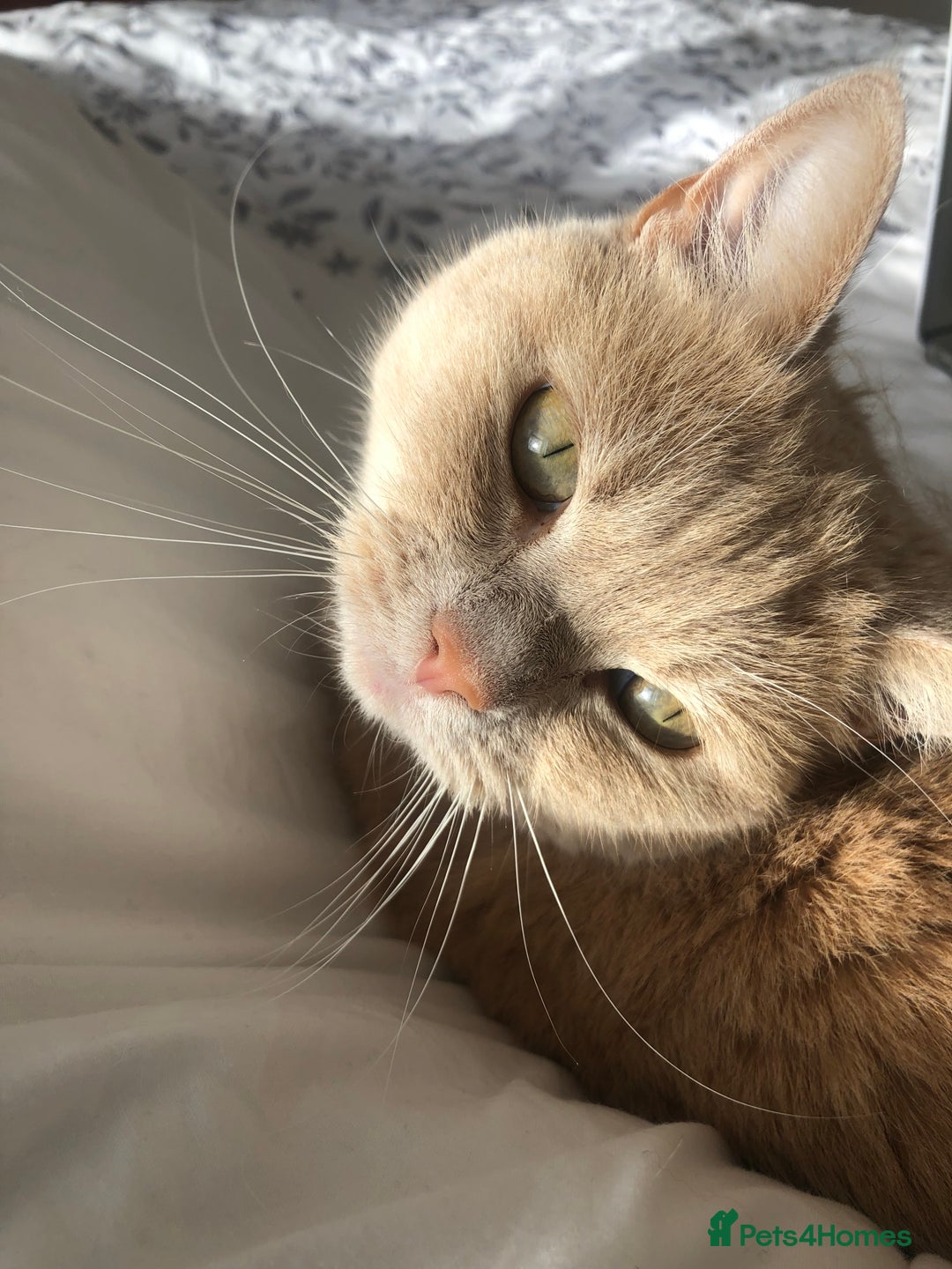 British Shorthair cats for sale: Nala - Rehoming (No fee)  - Image 2