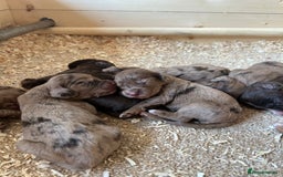 Cocker Spaniel dogs for sale: KC REGISTERED COCKER SPANIELS - Image 3