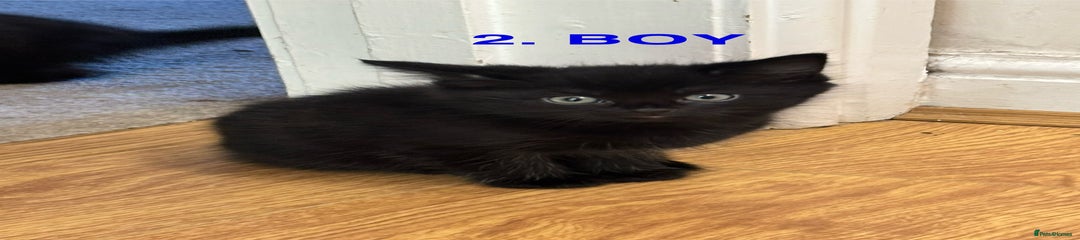Mixed Breed Kitten 2