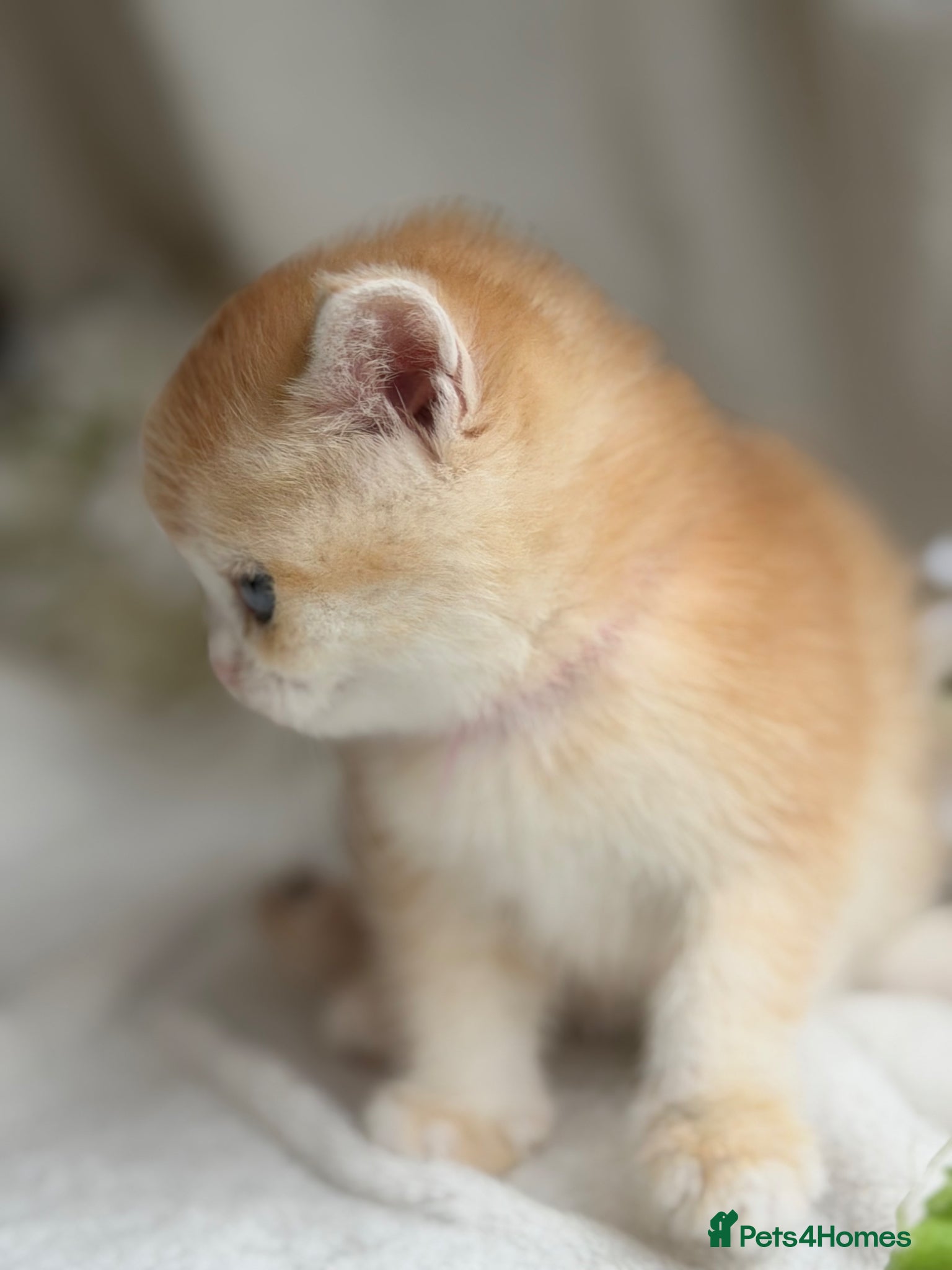 British Shorthair cats for sale: British shorthair golden adorable kitten GCCF  - Advert 17