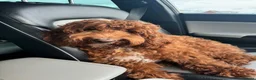 Australian Labradoodle dogs for sale:  AUSTRALIAN LABRADOODLE  – WAITING LIST NOW OPEN! - Advert 3