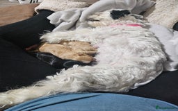 Mixed Breed dogs for sale: Malshi-poo puppies  - Image 4