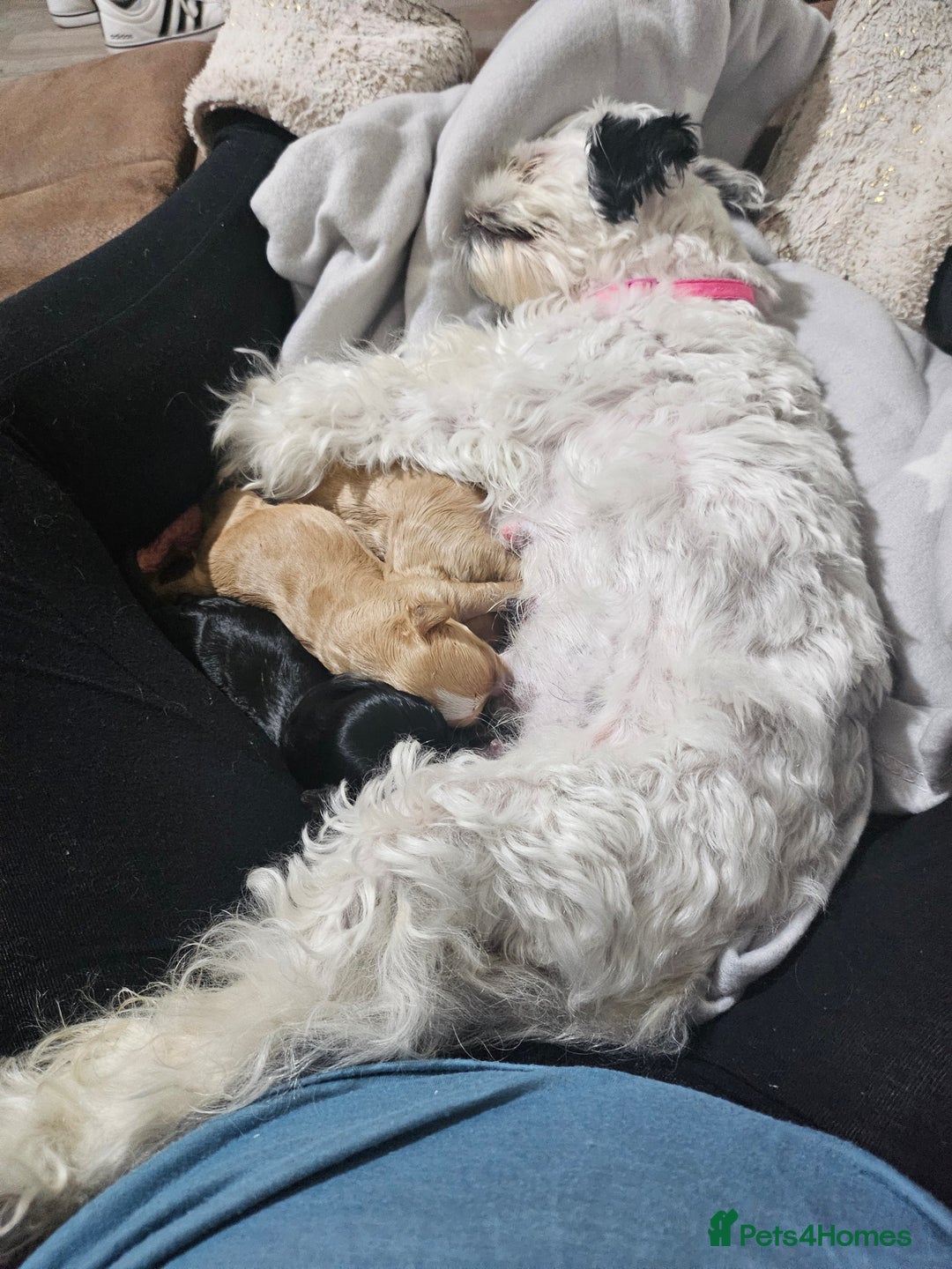 Mixed Breed dogs for sale: Malshi-poo puppies  - Image 4