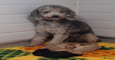 Poodle dogs Minature poodle pups - Advert 1