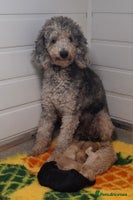 Poodle dogs Minature poodle pups - Advert 1