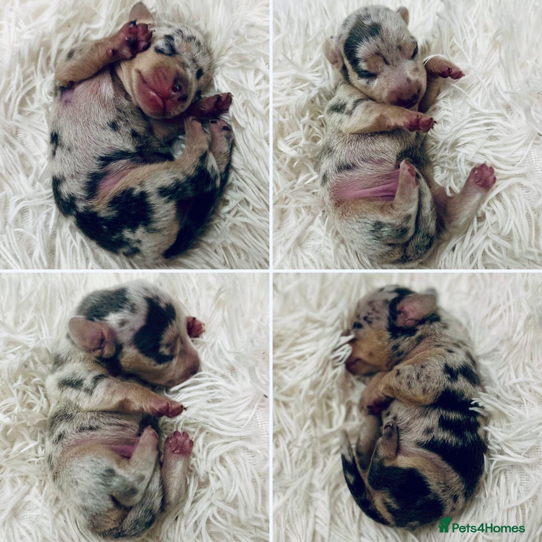 Miniature Dachshund dogs for sale: KC Miniature Dachshunds Blue and Cream dapple - Image 1