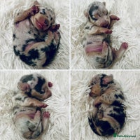 Miniature Dachshund dogs - Advert 3