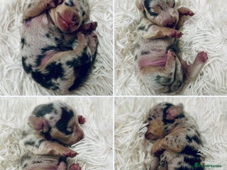 Miniature Dachshund dogs - Advert 18