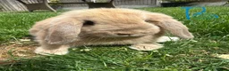 Mini Lop rabbits for sale: Mini Lop Rabbits For Sale  - Advert 1