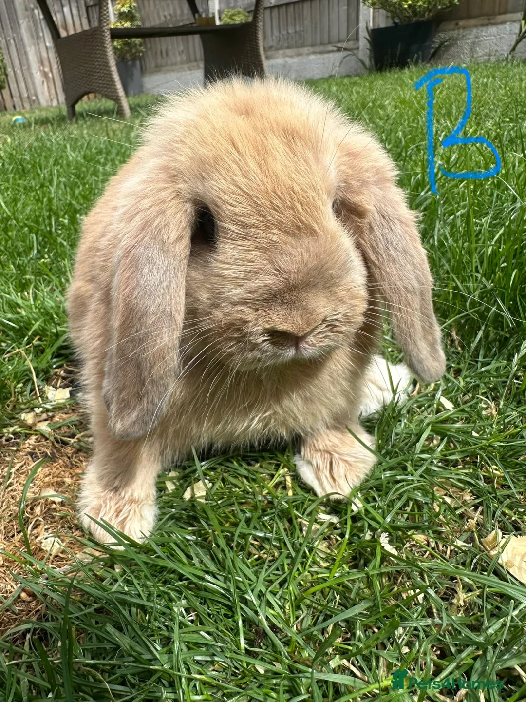 Mini Lop rabbits for sale: Mini Lop Rabbits For Sale  - Advert 1