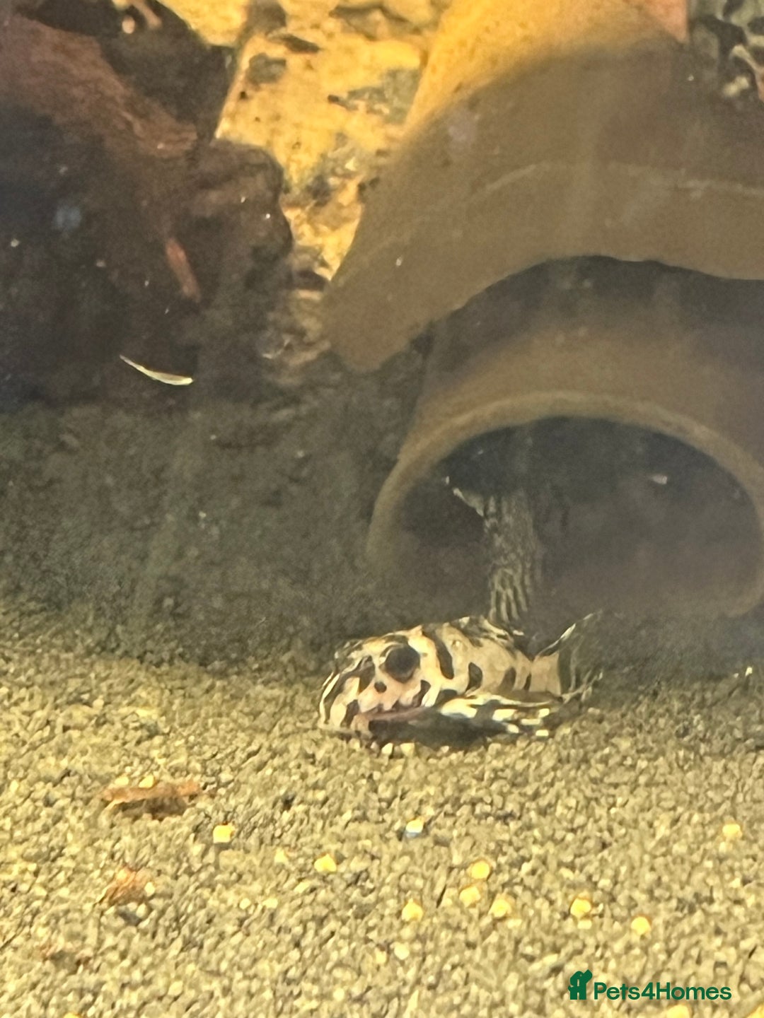 Plecos fish for sale: L236sw Pleco. 1” & 2”-3”  - Image 7
