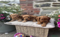 Cockapoo dogs for sale: Beautiful Toy Cockapoo puppies - Image 3