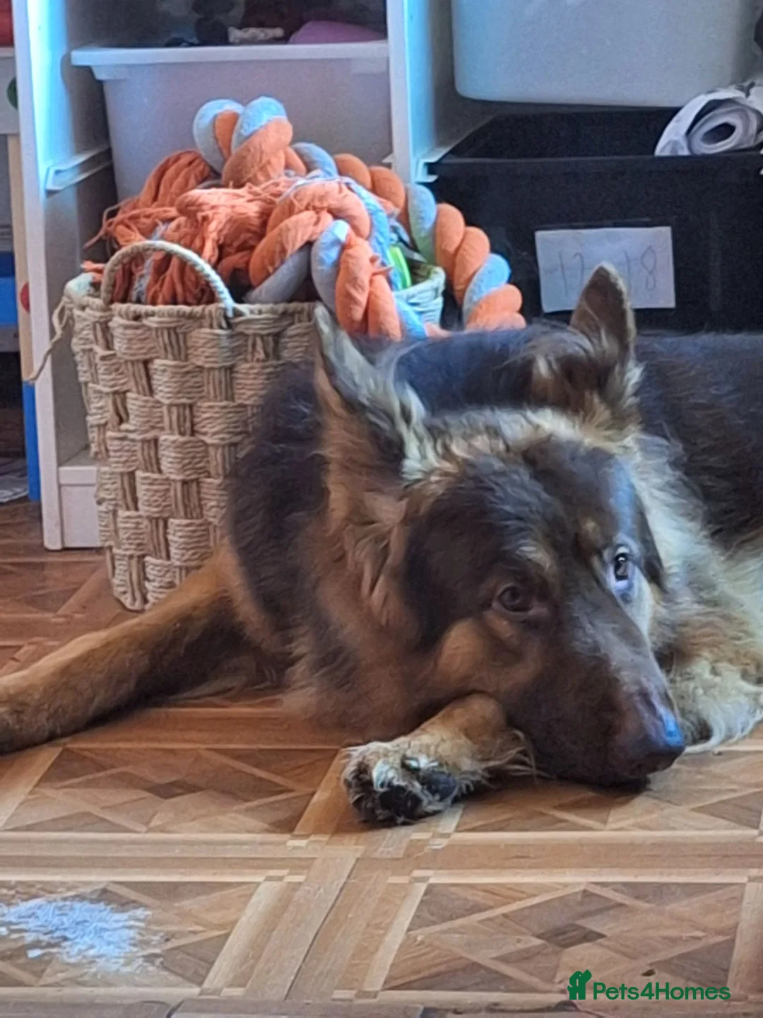 German Shepherd dogs for sale: Chase 2 year old  - Advert 5