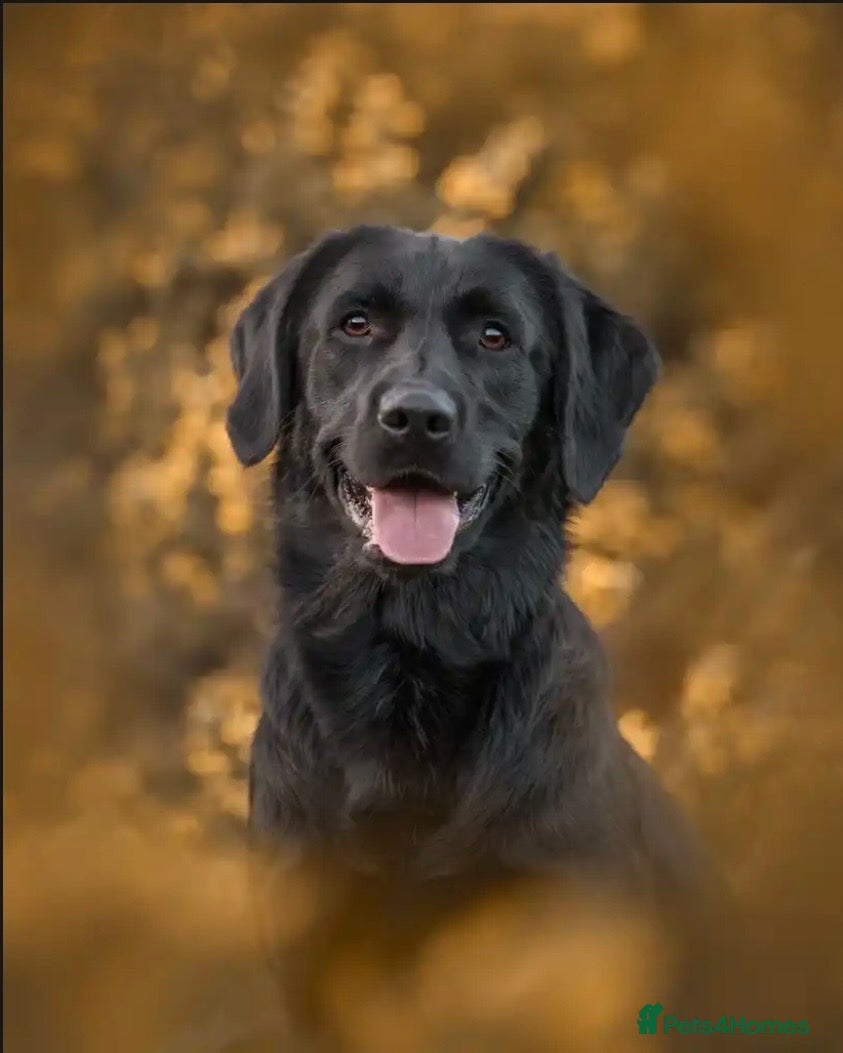 Labrador Retriever dogs Stunning proven Labrador for stud  - Advert 13