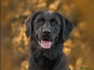 Labrador Retriever dogs Stunning proven Labrador for stud - Advert 1