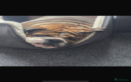 English Bulldog dogs for stud: 1 YEAR OLD MARSHALL READY TO TRY STUDDING  - Image 7