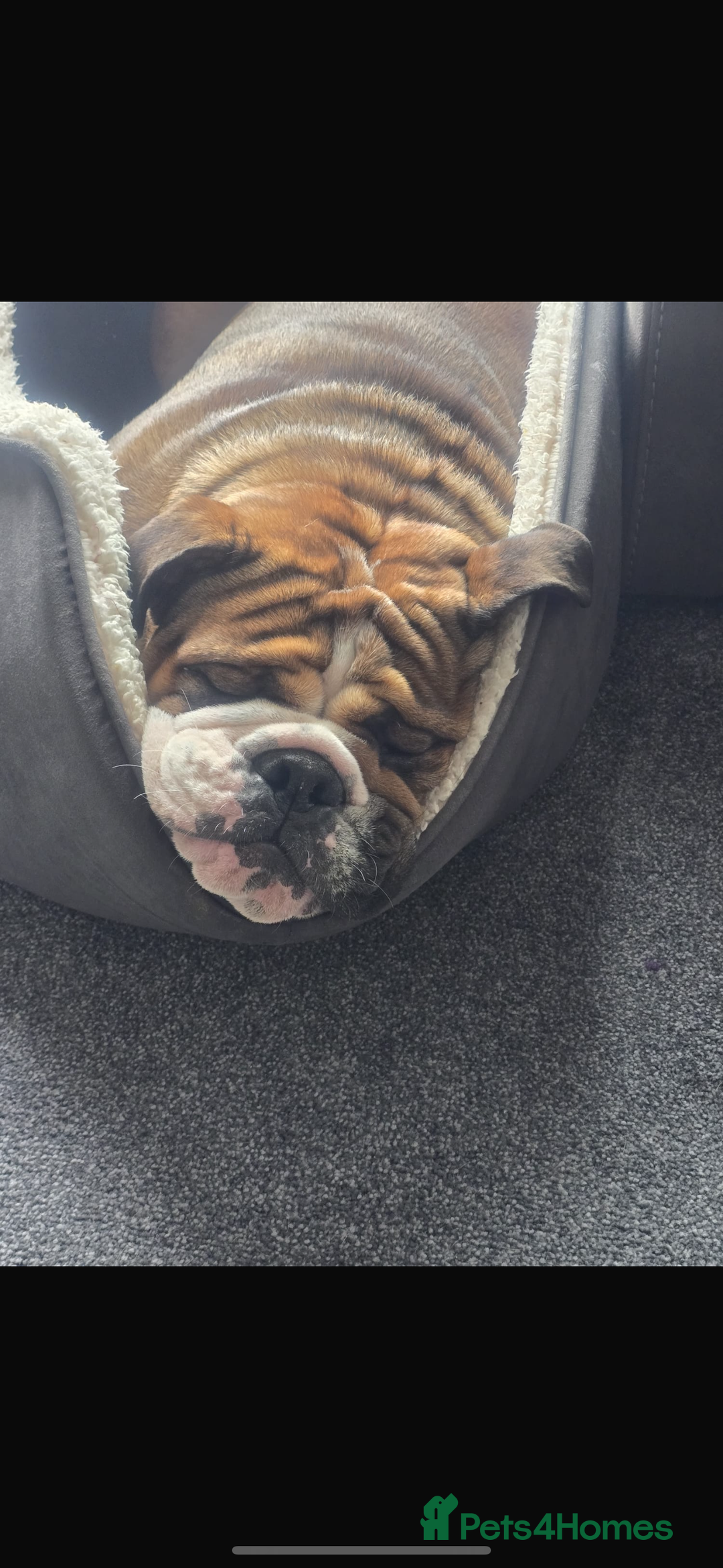 English Bulldog dogs for stud: 1 YEAR OLD MARSHALL READY TO TRY STUDDING  - Image 7