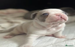 French Bulldog dogs for sale: French bulldog puppies  - Image 3