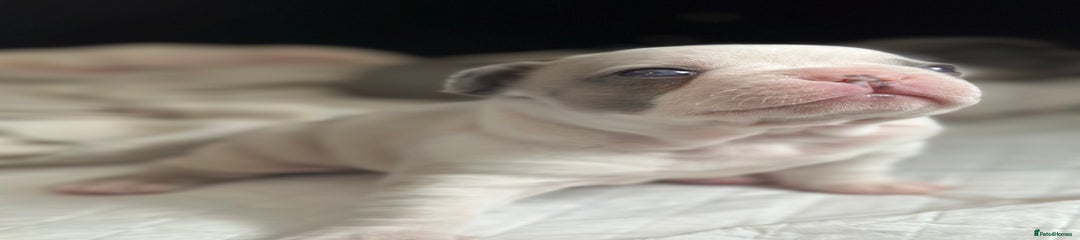 French Bulldog Puppy 1