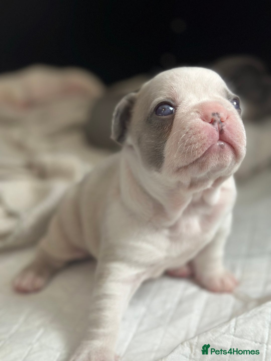 French Bulldog dogs for sale: French bulldog puppies  - Image 3