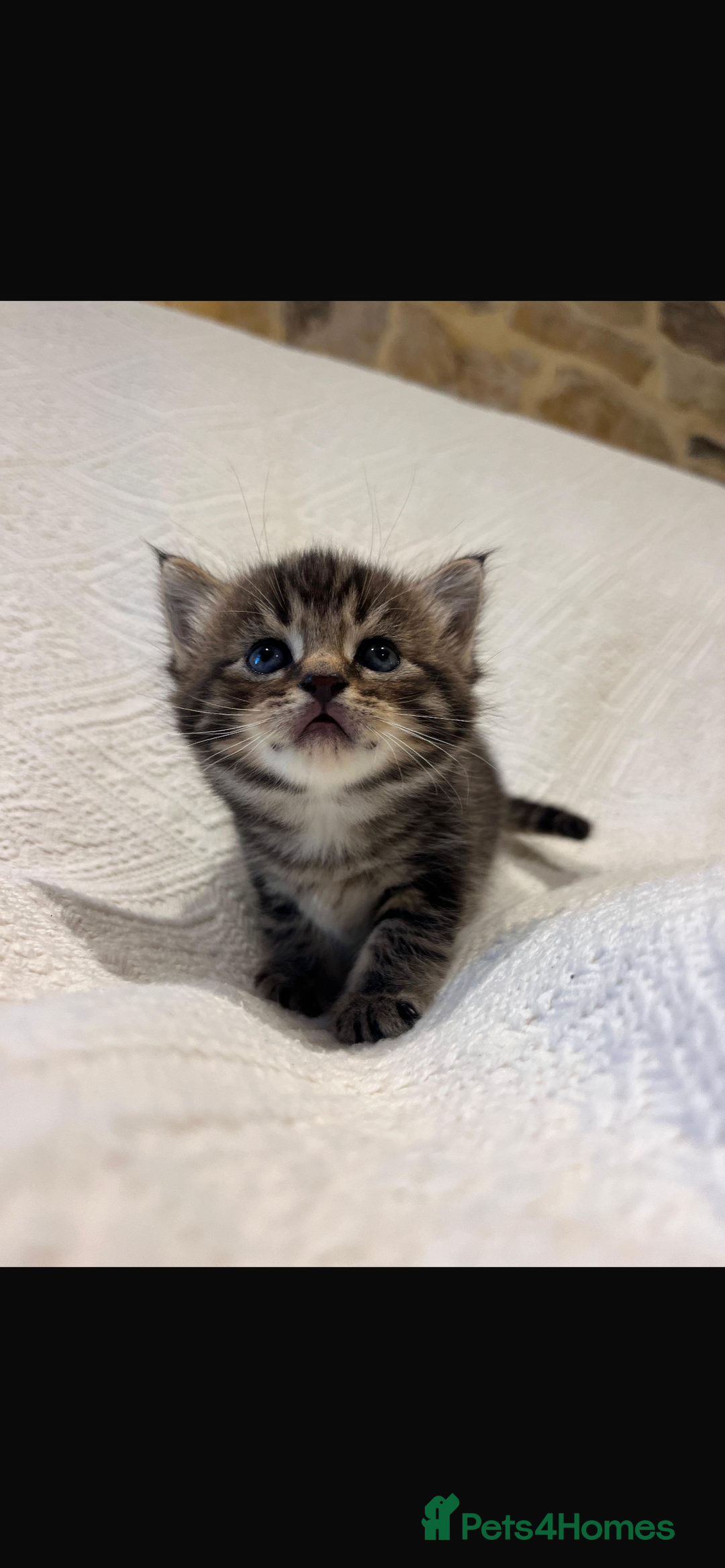 Maine Coon cats for sale: Maine coon x bsh. READY 14th BUT CAN HOLD - Advert 13