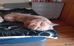 Shih Tzu dogs for sale: 6 Shih tzu puppies for sale - Image 4