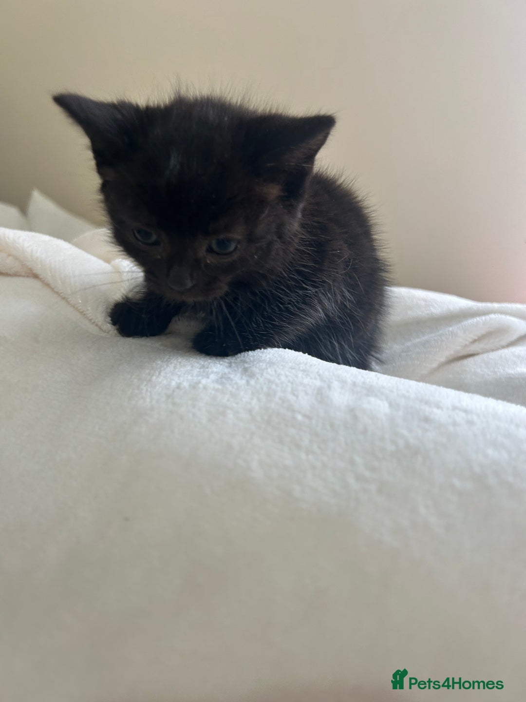 Mixed Breed cats for sale: Beautiful kittens ready to leave now ❤️ - Image 3