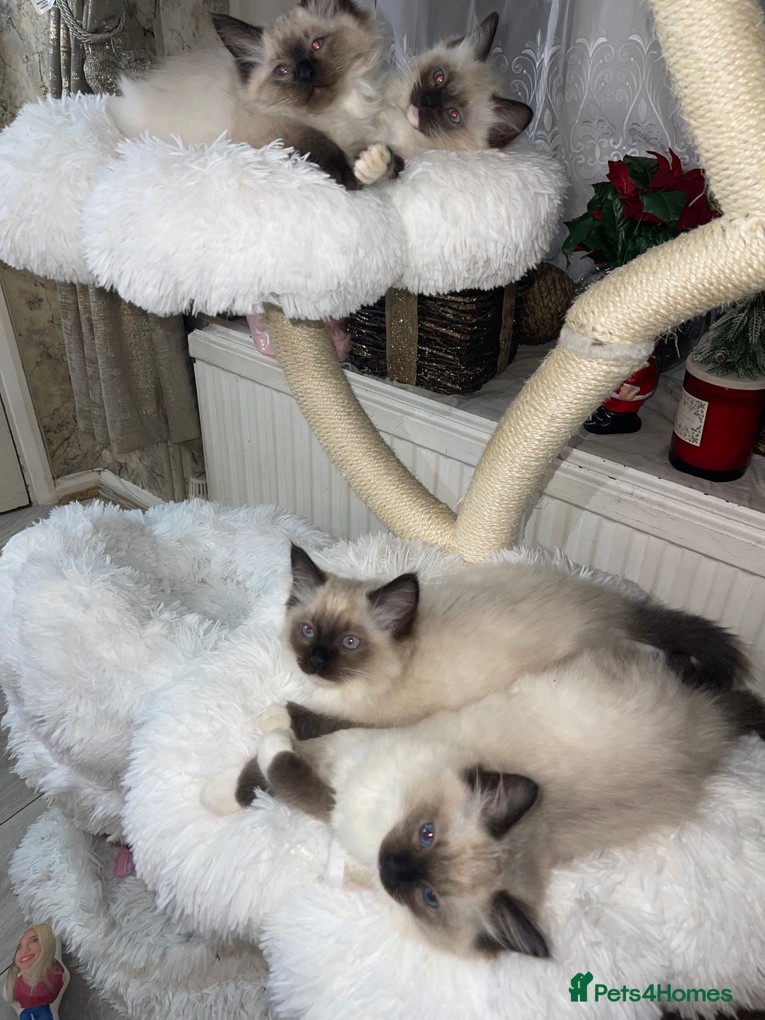 Ragdoll cats for sale: 🤍 Pure Ragdoll Kittens 🤍 - Advert 5
