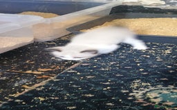 Ragdoll cats for sale: 3 quarters RAGDOLL KITTENS FOR SALE £150 - Image 34