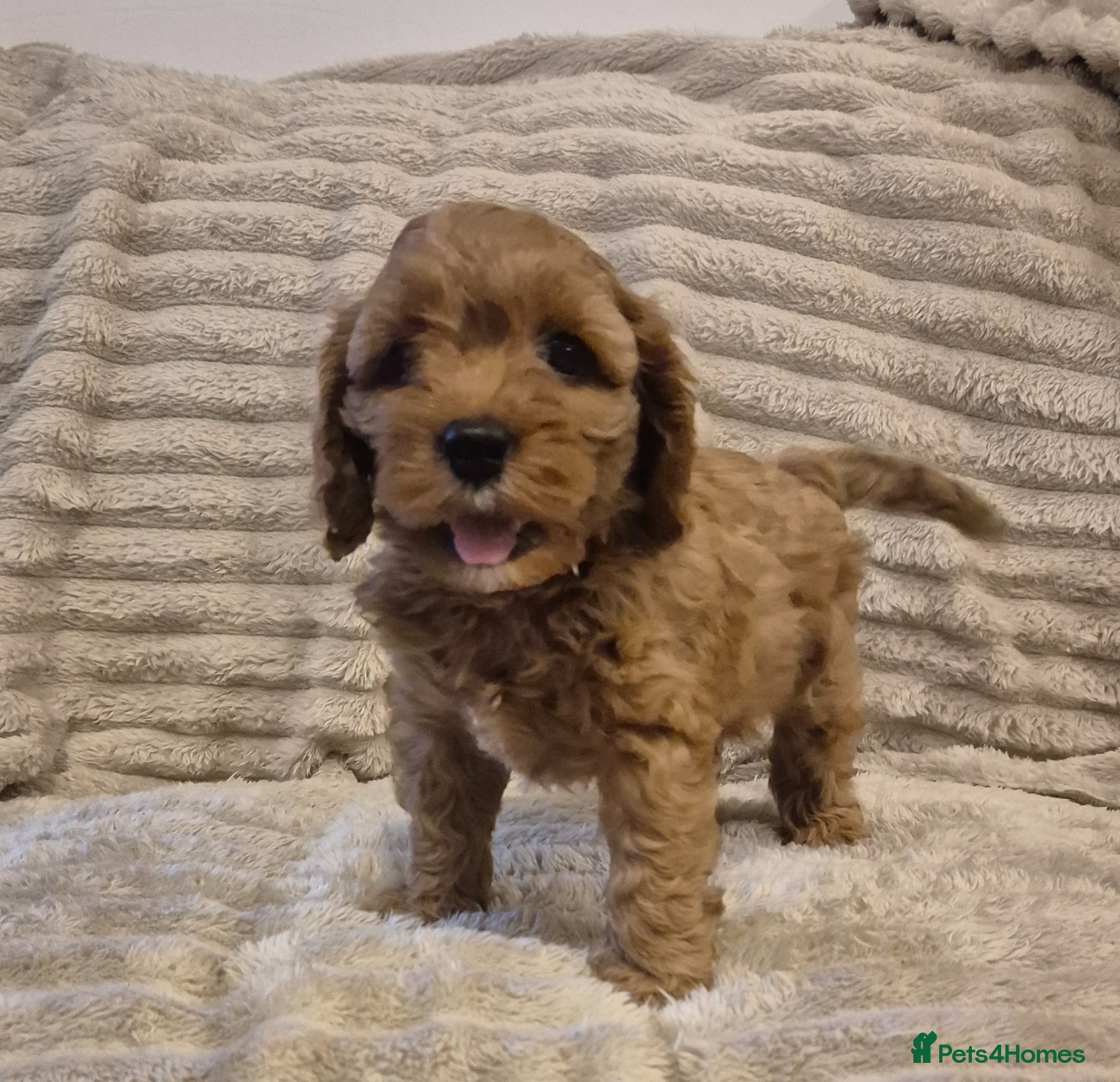 Cavapoo dogs Beautiful F1 Cavapoo puppies - Advert 7