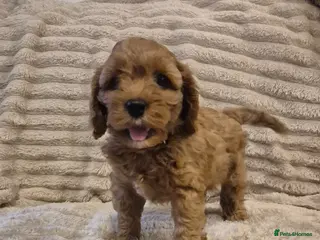 Cavapoo dogs Beautiful F1 Cavapoo puppies - Advert 7