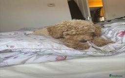 Toy Poodle dogs for sale: Last Toy Poodle Girl Waiting for her Forever Home - Image 6
