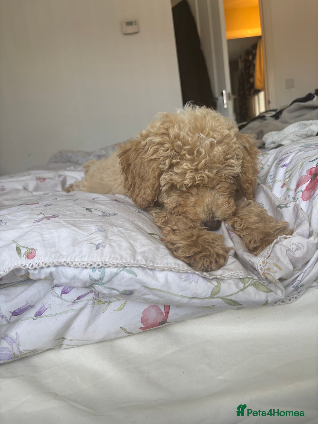 Toy Poodle dogs for sale: Last Toy Poodle Girl Waiting for her Forever Home - Image 6