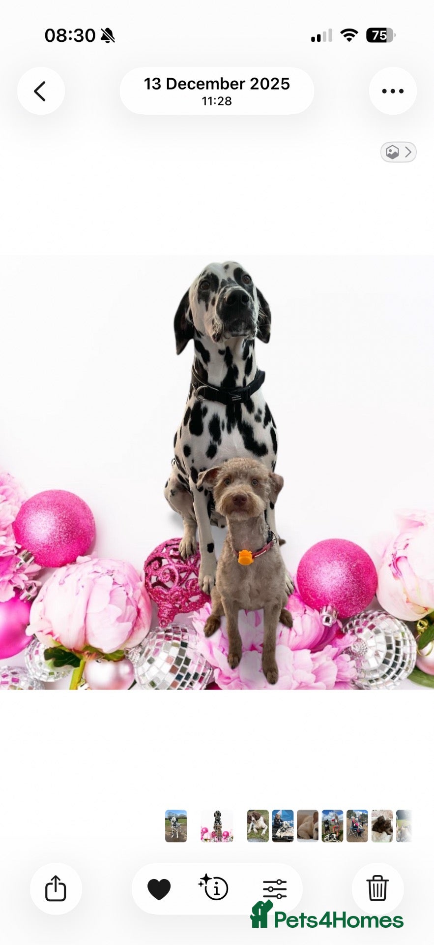 Dalmatian dogs for sale: Boss 4yr old dalmation - Advert 4