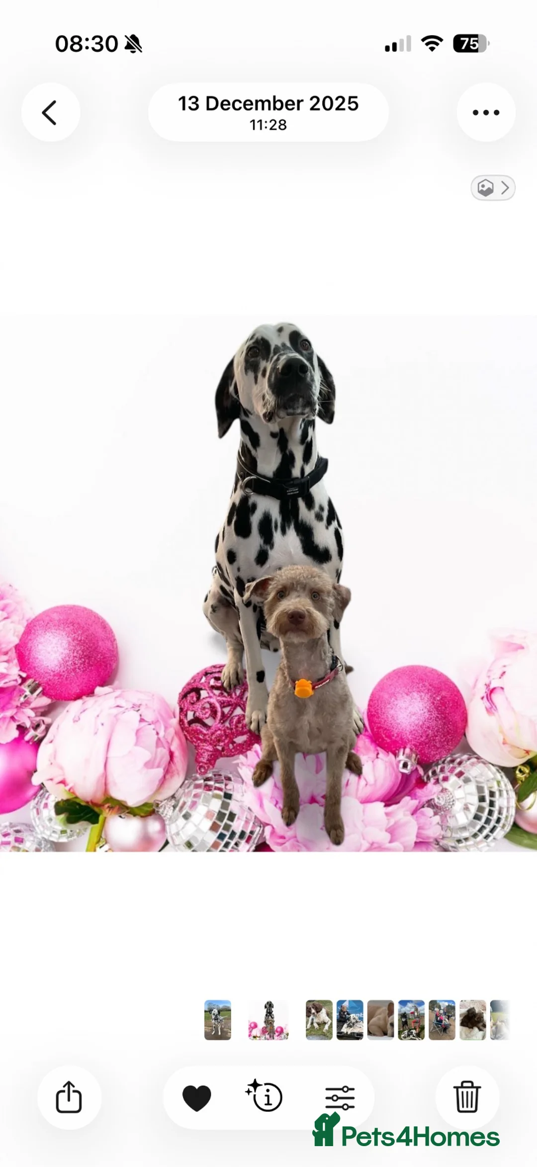 Dalmatian dogs for sale: Boss 4yr old dalmation in Waterlooville - Advert 1